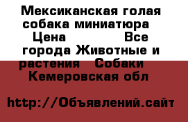 Мексиканская голая собака миниатюра › Цена ­ 53 000 - Все города Животные и растения » Собаки   . Кемеровская обл.